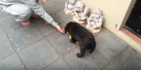 Watch How This Adorable Little Pup Plays With Several Tennis Balls!