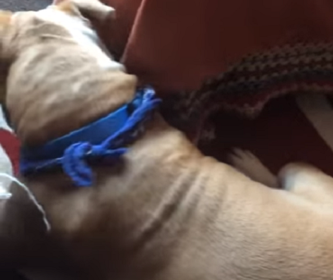 When You See What This English Bulldog Is Playing With? Just Adorable!