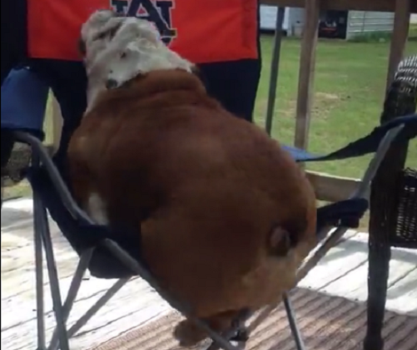 This Adorable Pup Has Just One Mission In Mind - To Climb That Chair!