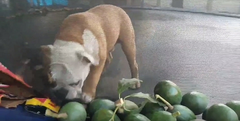 This Pup Loves Avocados So Much Because He Knows They're Very Healthy!