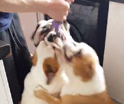 This Is Exactly What Happens When All Your Pups Want To Play With The Same Toy!