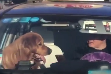 Hero Driver Was Determined To Reunite Lost Pup With His Parents!