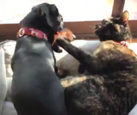 Can Cats And Dogs Get Together? You're Not Going To Believe This!