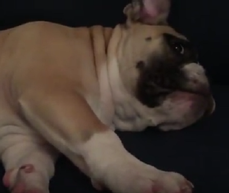 As Soon As This Pup Realizes He's Being Filmed He Shows Off His Acting Skills!