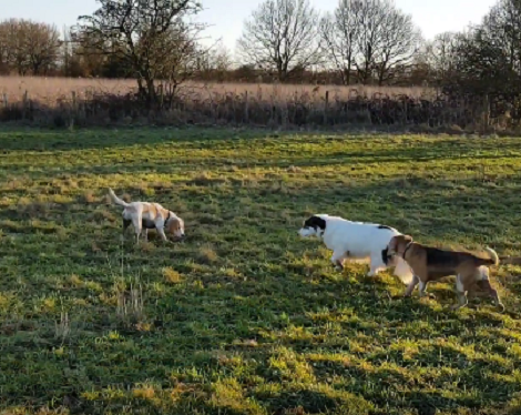 What Does A Stick Chase Look Like? You're Going To Love It!