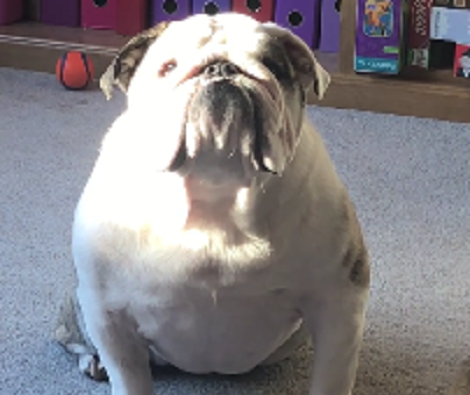 This Pup Knows What She Wants And Will Do Everything She Can To Get It!
