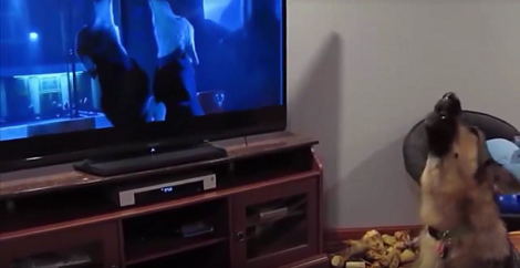 Their Pup Was Watching Zootopia, But seconds Later? I Fell Down Laughing!