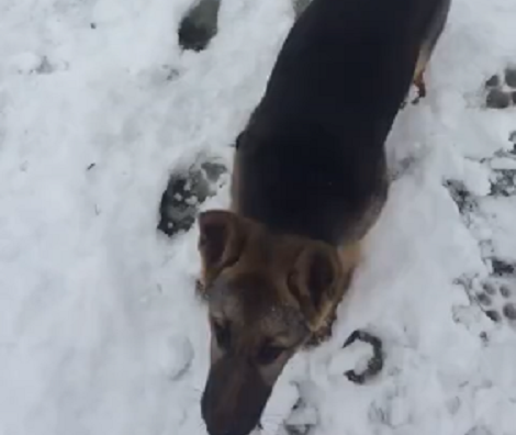 This Adorable Pup Has The Time Of His Life By Biting The Snow!