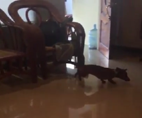 Have You Seen A Pup Run In Slow Motion? Now Is Our Time To See The Fine Details!