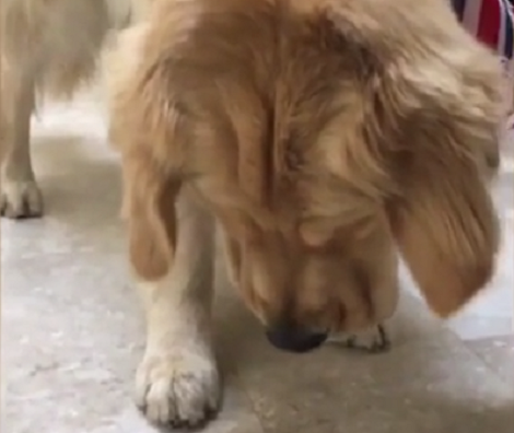 This Adorable Pup Is Left Completely Confused By His First Fly Hunt!