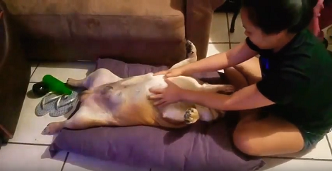 This Is Probably The Happiest Pup On The Planet Today!