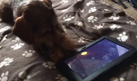 Watch How This Adorable Pup Enjoys Playing An Intense Game On The Tablet!