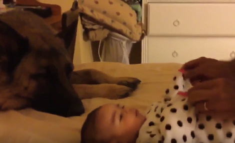 This Loving Pup's Final Moments Before Passing Away Will Make You Cry