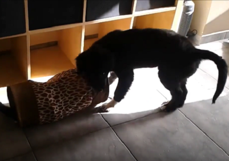 Watch How These Siblings Play With Each Other Under The Same Roof!