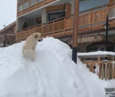 This Adorable Pup Absolutely Loves Catching Snowballs Outside!
