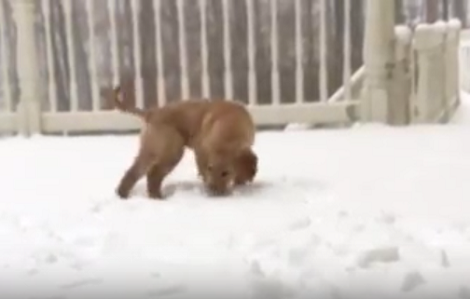 See How Much Fun This Pup Is Having In The Snow For The First Time!