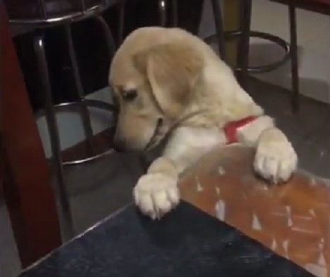 What Does This Pup Do At Home All Day? Look Cute And Cuddly, Of Course!