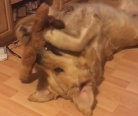 Adorable Pup Lays On The Floor Then Hugs And Plays With His Teddy Bear!