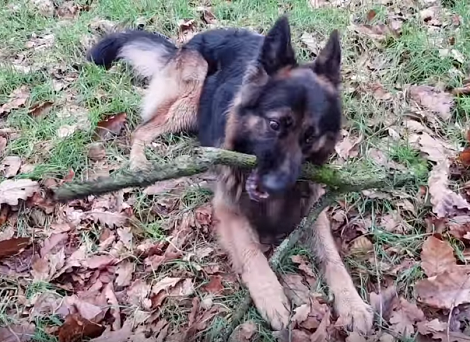 This Adorable Pup Likes To Play With Sticks, But Wait Till Mom Sees It!