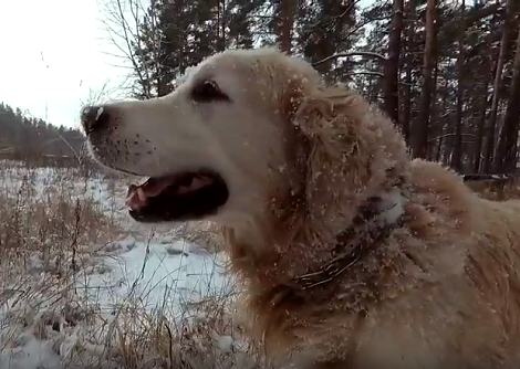 While Most Of Us Are Wrapped Up And Cozy, This Pup Is Out Having Fun In The Snow!