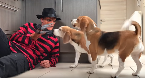 These Adorable Pups Met Freddy Krueger, But Watch Their Priceless Expressions!
