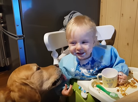 Watch How This Loving Pup Cleans The Baby After Dinner! You'll Love This!
