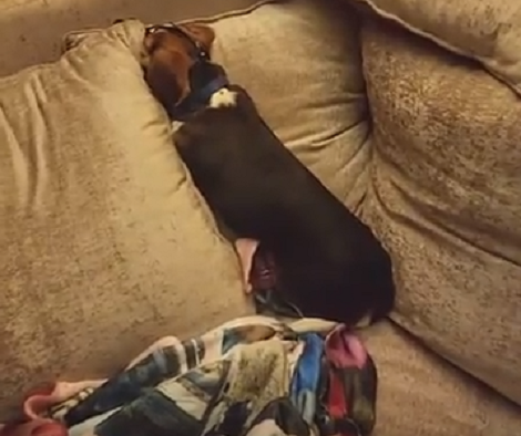 Wait Till You See Why This Adorable Pup Is Upset... He's Buried His Face In The Couch