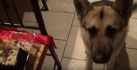 This Pup's Tolerance Level Is So Expert He's Definitely Going To Inspire You!