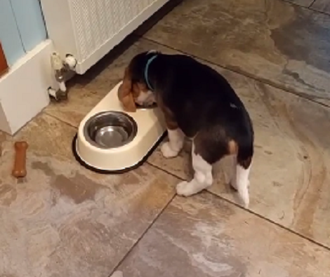 There's Literally Nothing Cuter Than Watching A Pup Eat His Meal In Peace!
