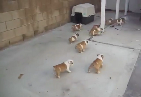 When You See Who These English Bulldog Puppies Are Chasing? Aww!!