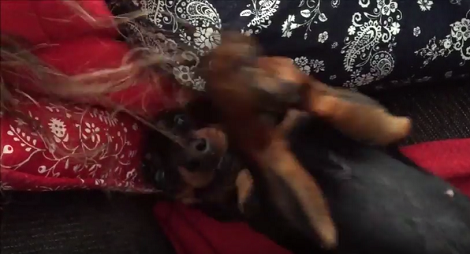 Does Your Pup Comb Your Hair? This Pup Does And It's Adorable!