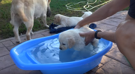 This Adorable Pup's First Bath Is Going To Warm Your Heart!
