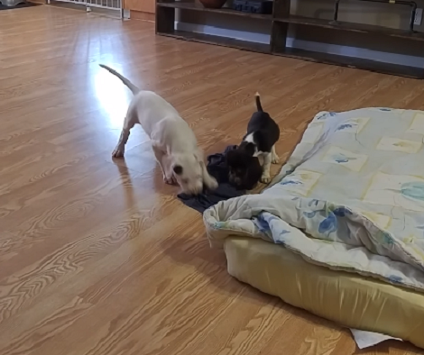 Two Tiny Pups And One Blanket. Who Wins This Epic Battle? Check This Out!