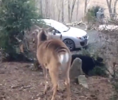 Watch How This Adorable Pup Makes Friends With A Deer!