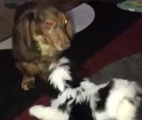 Watch How These Two Siblings Play With Each Other When They're Not Going Outside!