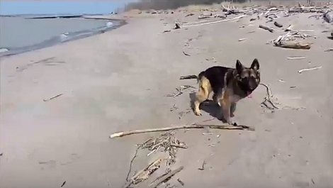 Adorable Pup Finds A Brand New Stick To Play With At The Beach!