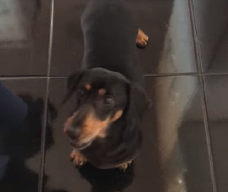 This Dog Is About to Get The Best Surprise Of His Life! Check It Out!