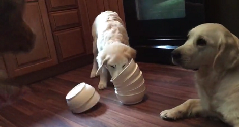 They Give Their Golden Retriever A Treat Puzzle. Then She Drops Their Jaw! OMG!