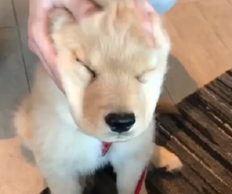 This Adorable Pup Is Receiving A Massage... It's Going To Make You So Jealous!