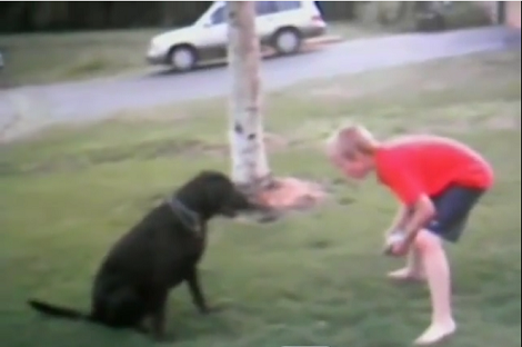 My Jaw Dropped When I Saw What This Labrador Just Did! This Is INCREDIBLE!