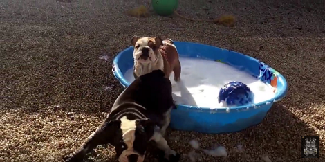 These Two Pups Are Having The Time Of Their Lives. What They're Doing? LOL!