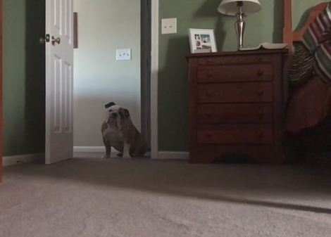 Adorable Pup Answers 'Yes' Before Dad Even Asks A Question!