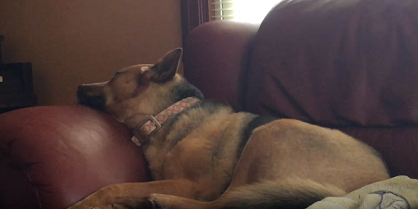 Adorable German Shepherd Mix Fell Asleep On The Couch. Now Keep An Eye On Her!