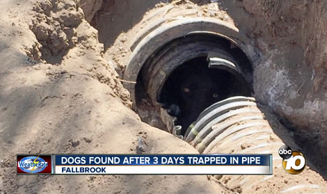 Two Terrified Pups Rescued From An Underground Pipe 3 Days After Being Trapped