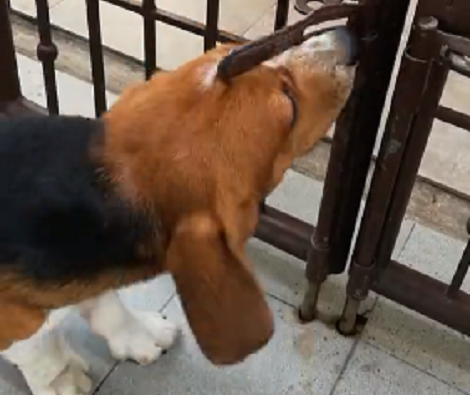 Watch How This Adorable And Talented Pup Outsmarts The Gate!