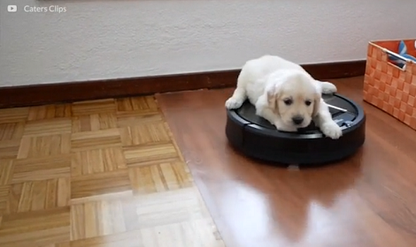 This Pup Has Come Up With A Smart Way To Explore The House!