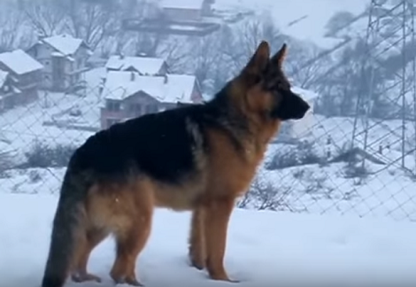 The Amount Of Fun This Pup Is Having In The Snow will Freeze Your Mind!