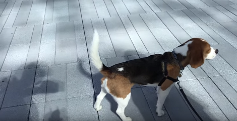 This Adorable Pup Is Left Confused After Seeing His Reflection On The Building!