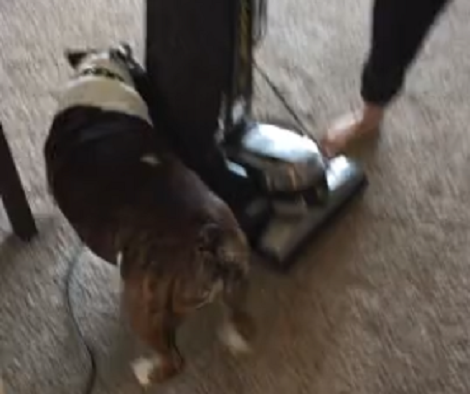 This Pup Will Not Allow The Vacuum Cleaner To Do Its Job, Come What May!