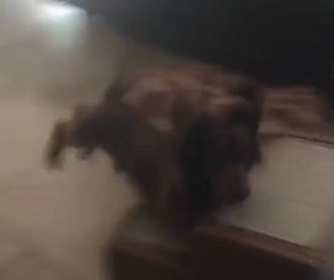 Adorable Pup Is So Excited He Forgot There's Something Between Him And His Sibling!